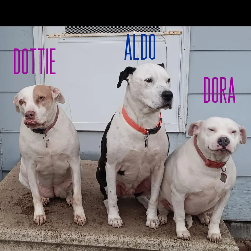 A senior medium-sized male Pit Bull Terrier dog named Aldo for adoption in Saint Paul, MN