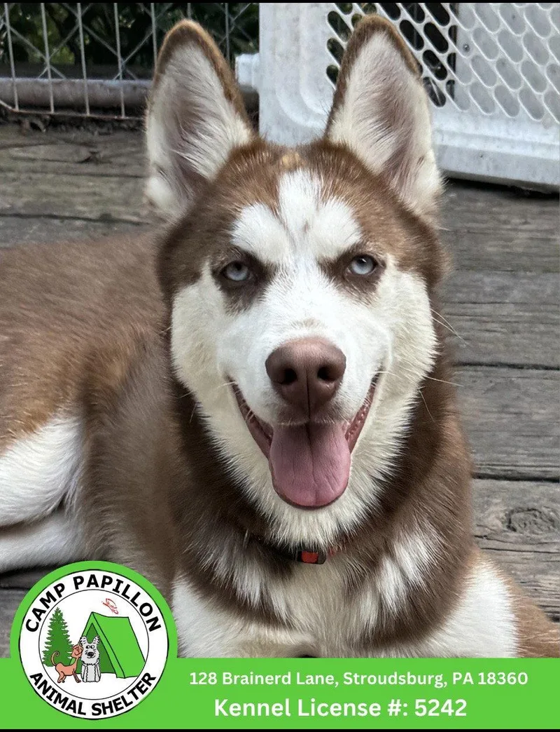A young large-sized male Husky dog named Bubbles for adoption in Stroudsburg, PA