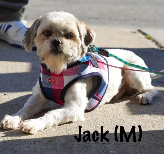 A young small-sized male Apricot / Beige Shih Tzu dog named Jack for adoption in Avondale, PA