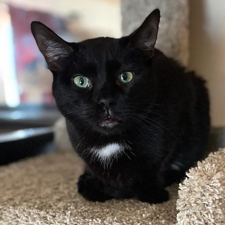 A senior small-sized female Black Domestic Short Hair cat named Tula for adoption in Goshen, IN