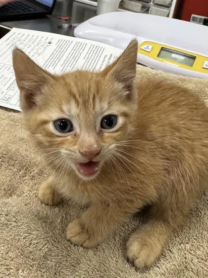 A baby small-sized male Domestic Short Hair cat named Bomb Pop for adoption in Fishers, IN
