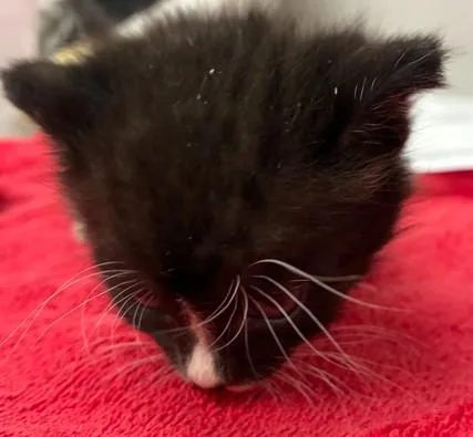 A baby small-sized female Domestic Short Hair cat named Larry for adoption in Los Angeles, CA