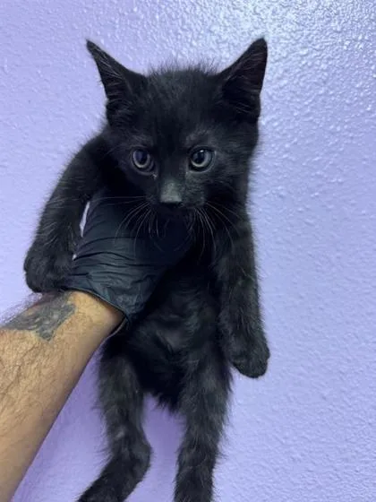 A baby small-sized male Black Domestic Medium Hair cat named Chikan for adoption in El Paso, TX