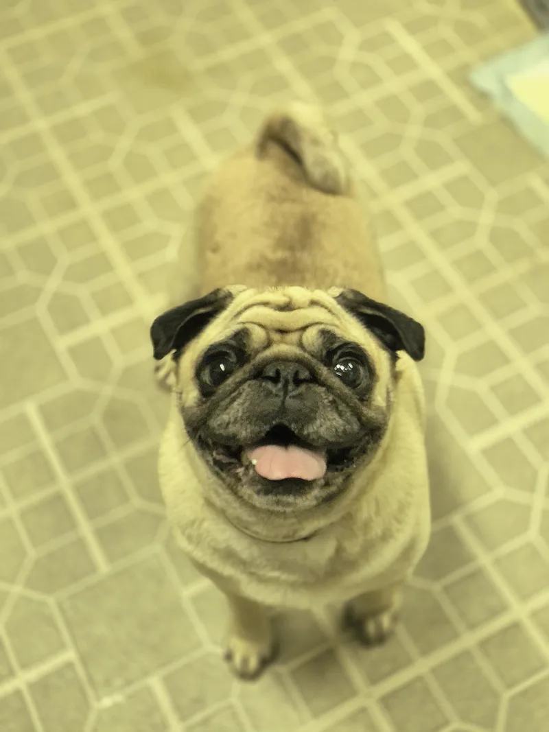 Olive thumbnail 3