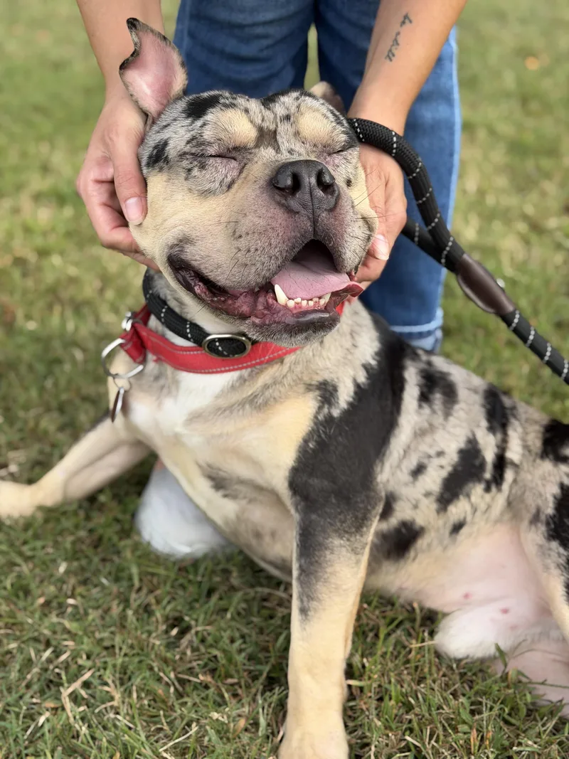 An adult medium-sized male Mixed Breed dog named Falcon for adoption in Gloucester, VA