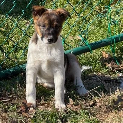 A young medium-sized female White / Cream Shepherd dog named Pebbles for adoption in Ennis, TX