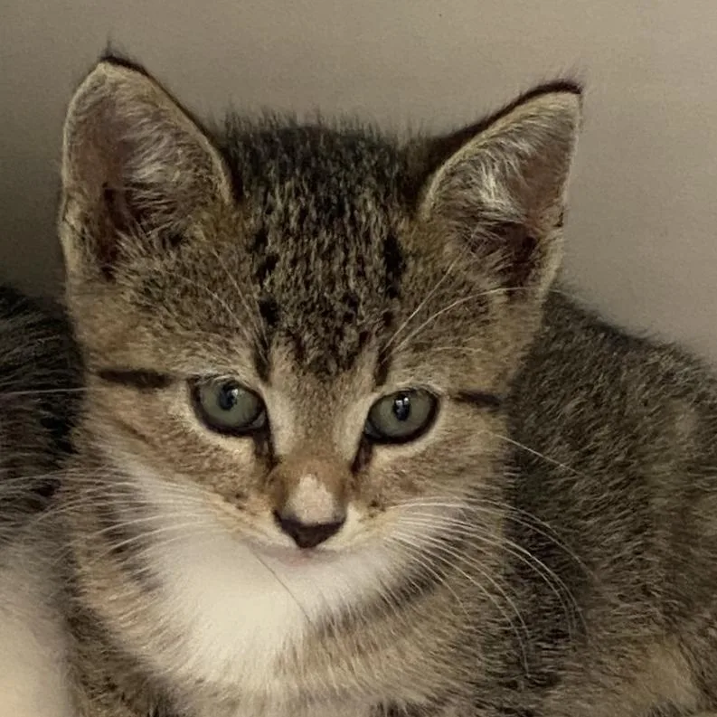 A baby small-sized female Domestic Short Hair cat named "Finneas" for adoption in Perkiomenville, PA