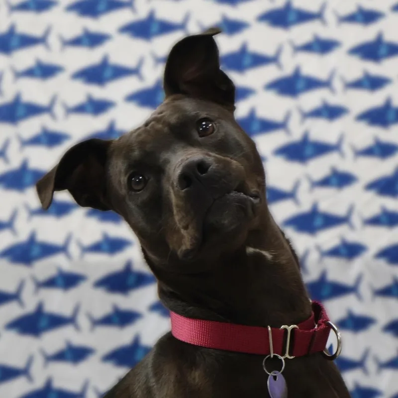 An adult medium-sized female Black Terrier dog named Birdie for adoption in Brookfield, WI