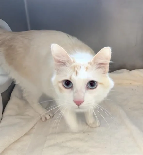 An adult medium-sized male Domestic Medium Hair cat named Melo for adoption in Boston, MA