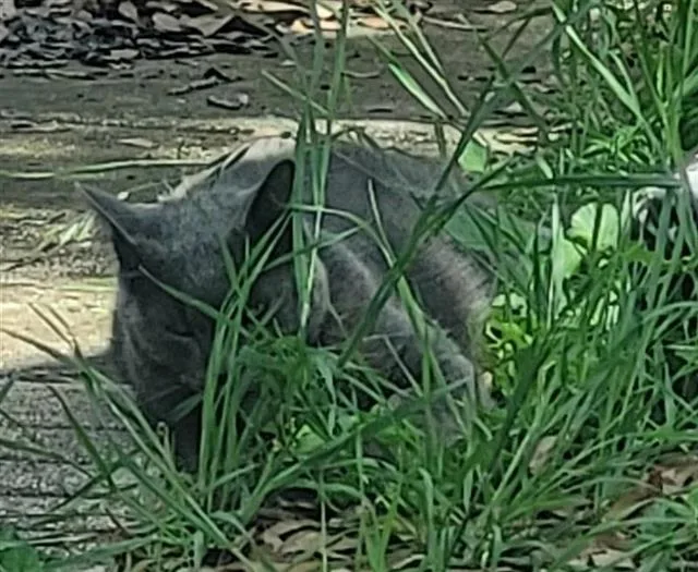 A young large-sized male Domestic Short Hair cat named Trey for adoption in San Antonio, TX