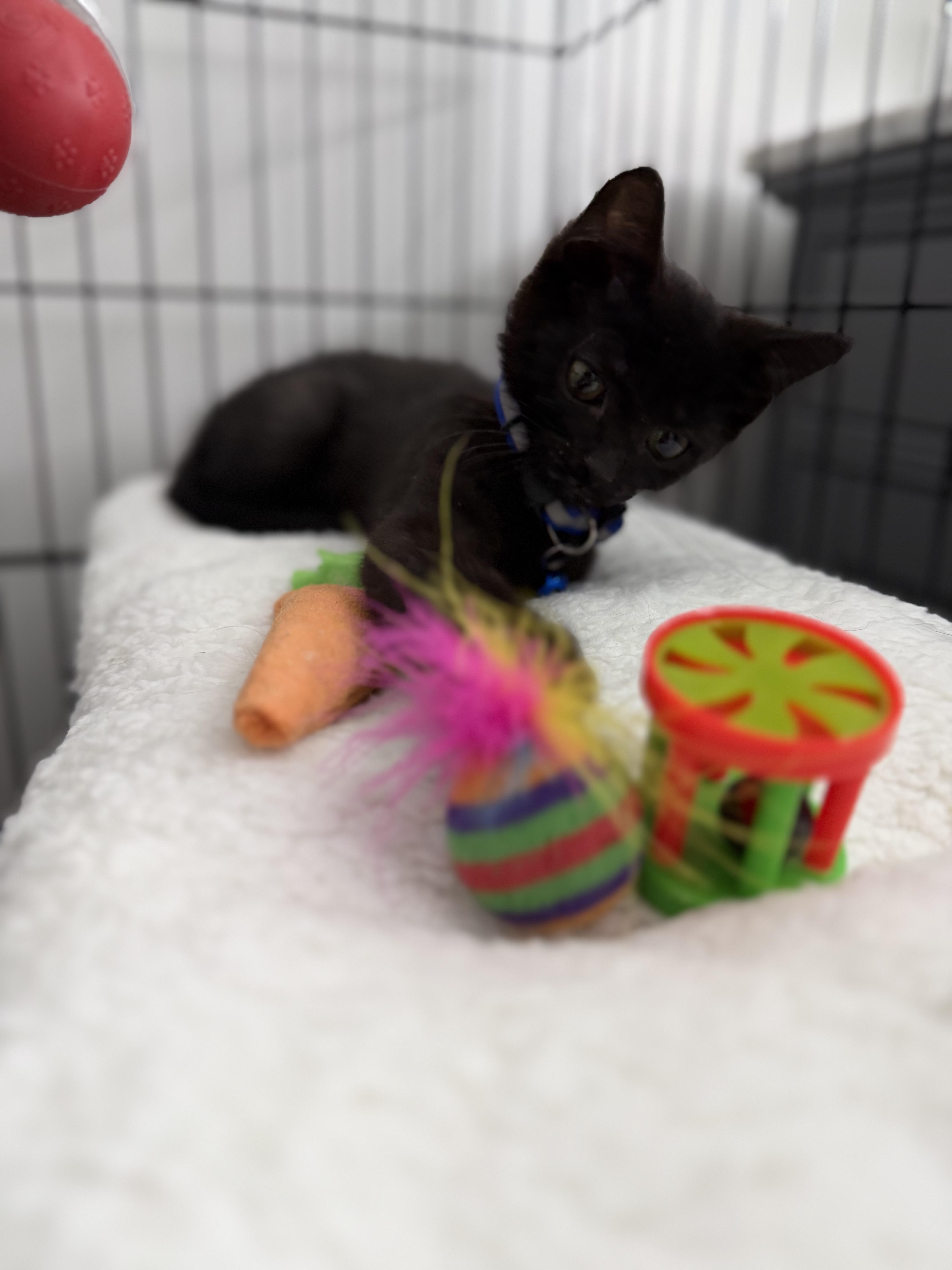 Pepper thumbnail 2
