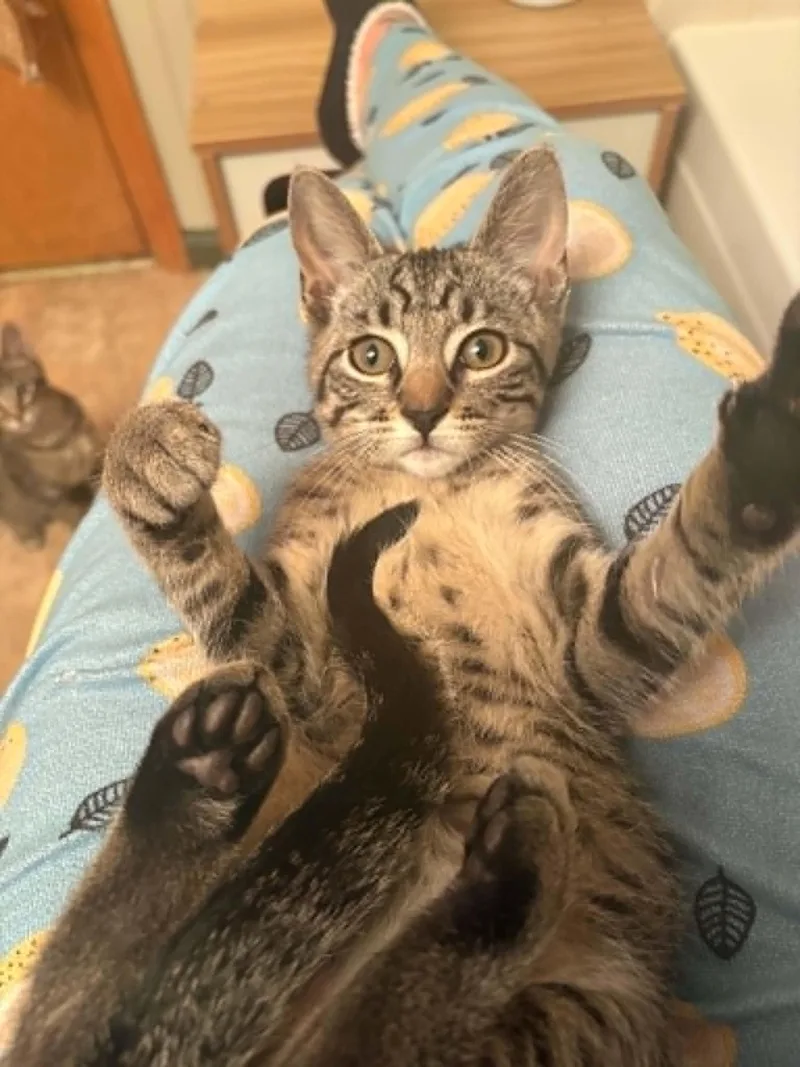 A young small-sized male Domestic Short Hair cat named Jimothy for adoption in Aurora, CO