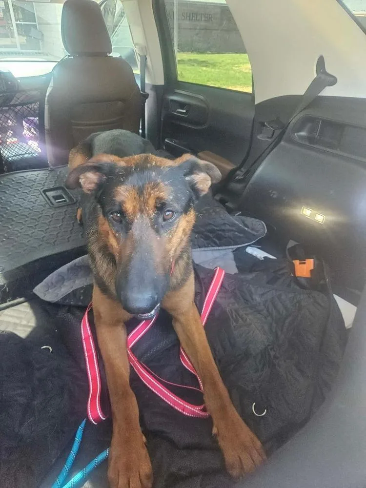 An adult large-sized male Brown / Chocolate German Shepherd Dog dog named Boomer for adoption in Sealy, TX