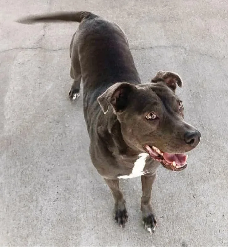 An adult medium-sized female Pit Bull Terrier dog named Bette Davis for adoption in Aurora, IL