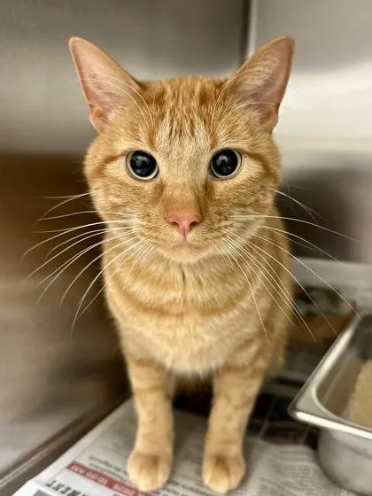 An adult medium-sized male Orange / Red Domestic Short Hair cat named Trust Fund for adoption in Wichita, KS