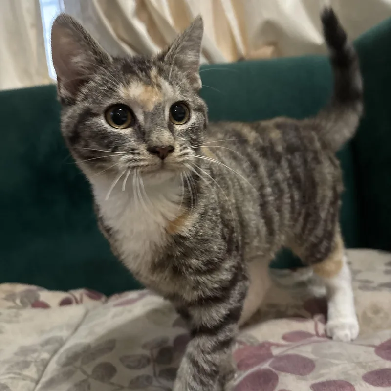 A baby small-sized female Tabby (Buff / Tan / Fawn) Domestic Short Hair cat named Checklist for adoption in Richmond, VA