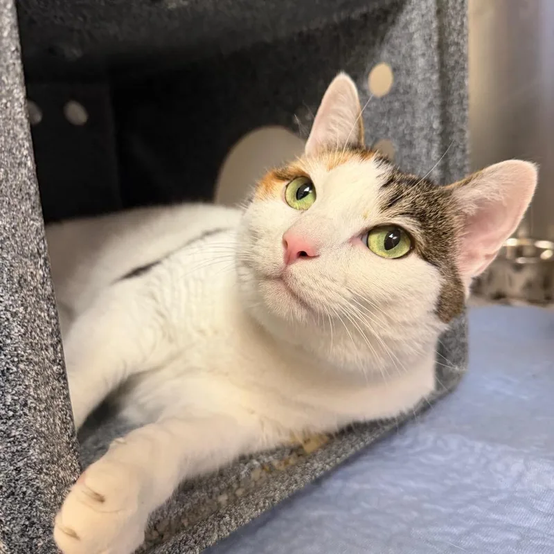 A senior large-sized female Calico Domestic Short Hair cat named Callie for adoption in Winston Salem, NC