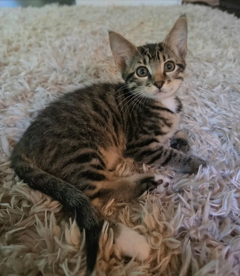 A baby small-sized female Tabby (Buff / Tan / Fawn) Domestic Short Hair cat named Katara for adoption in Bentonville, AR