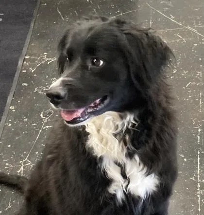 An adult medium-sized female Mixed Breed dog named Kierra for adoption in Cincinnati, OH