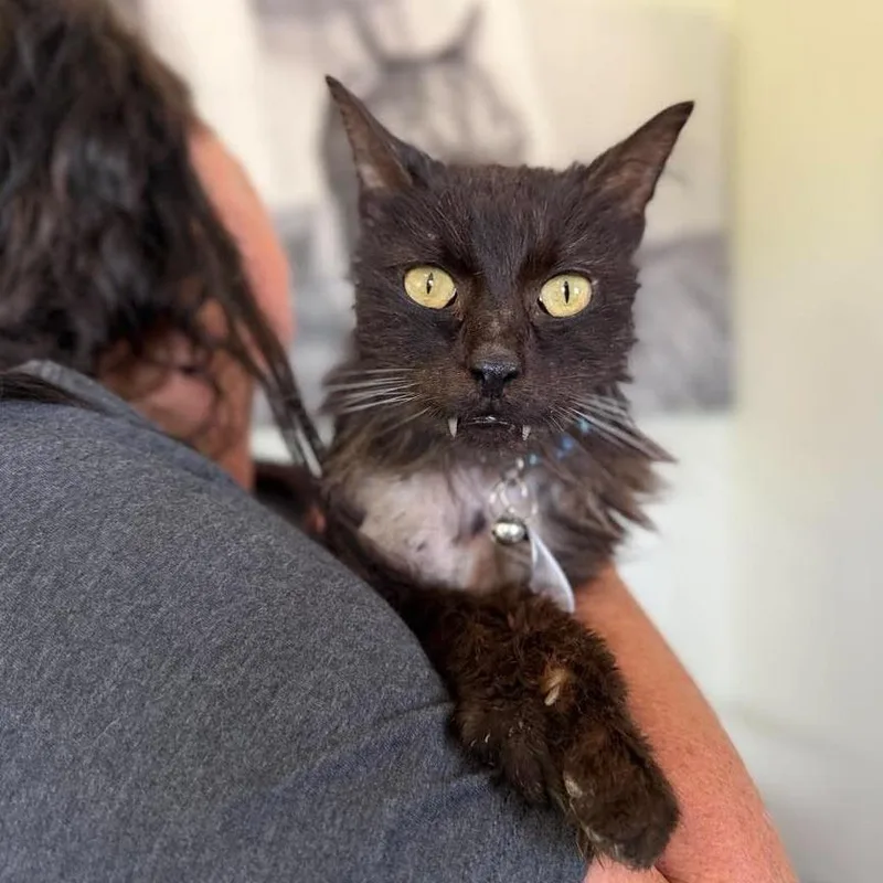 A senior medium-sized male Black Domestic Short Hair cat named The Vampire for adoption in Ramona, CA