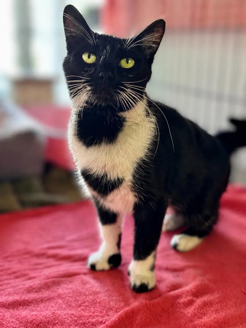 A young medium-sized female Tuxedo cat named Raegan for adoption in Webster, NY