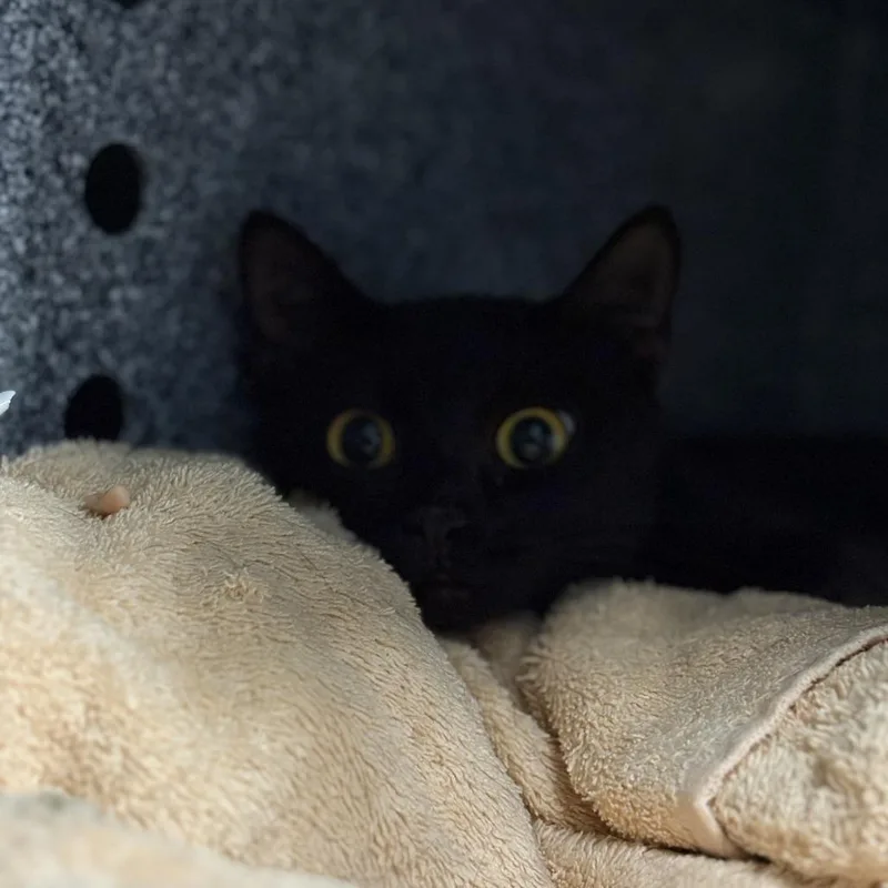 A young medium-sized female Black Domestic Short Hair cat named Noodle for adoption in Dover, NH