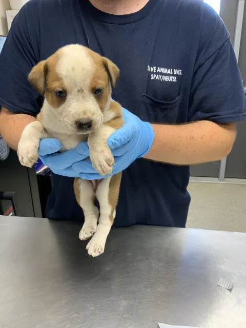A baby small-sized female Australian Cattle Dog / Blue Heeler dog named Wishbone for adoption in Visalia, CA