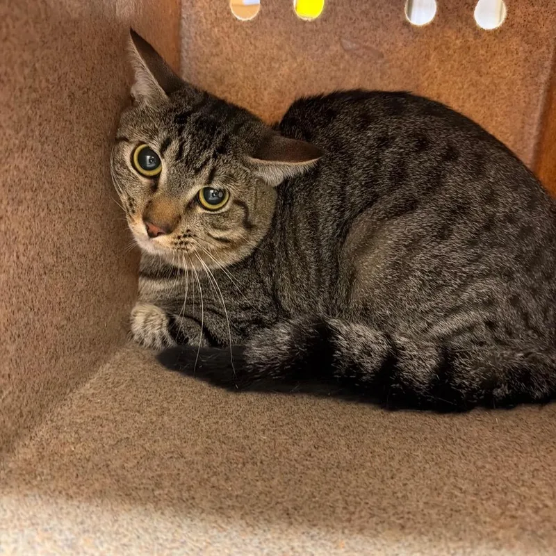 A young medium-sized male Brown / Chocolate Domestic Short Hair cat named Dash for adoption in Birmingham, AL