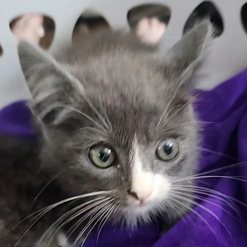 A baby small-sized female Gray / Blue / Silver Domestic Short Hair cat named Jasmine JollyAR for adoption in Tallahassee, FL
