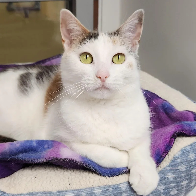 A senior medium-sized female Dilute Calico cat named Coachella for adoption in Marshfield, WI