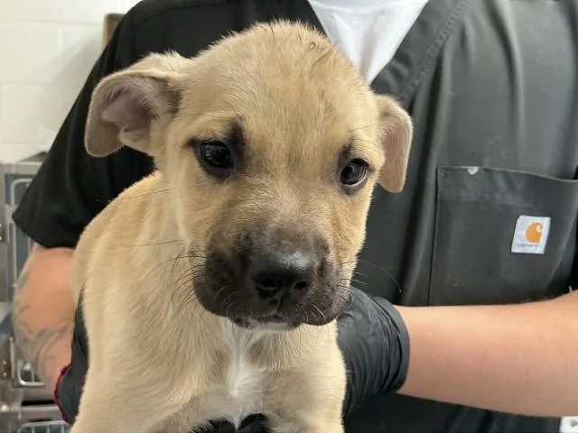 A baby small-sized male Mastiff dog named Percy for adoption in San Bernardino, CA