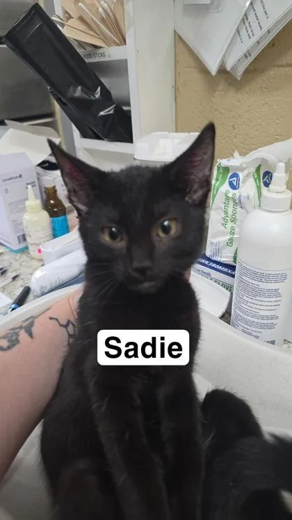 A baby small-sized female Domestic Short Hair cat named Sadie for adoption in Largo, FL