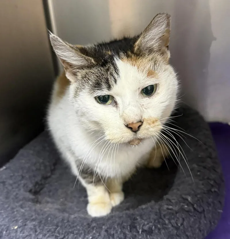 An adult medium-sized female Black & White / Tuxedo Domestic Short Hair cat named Mao Mao for adoption in Evansville, IN