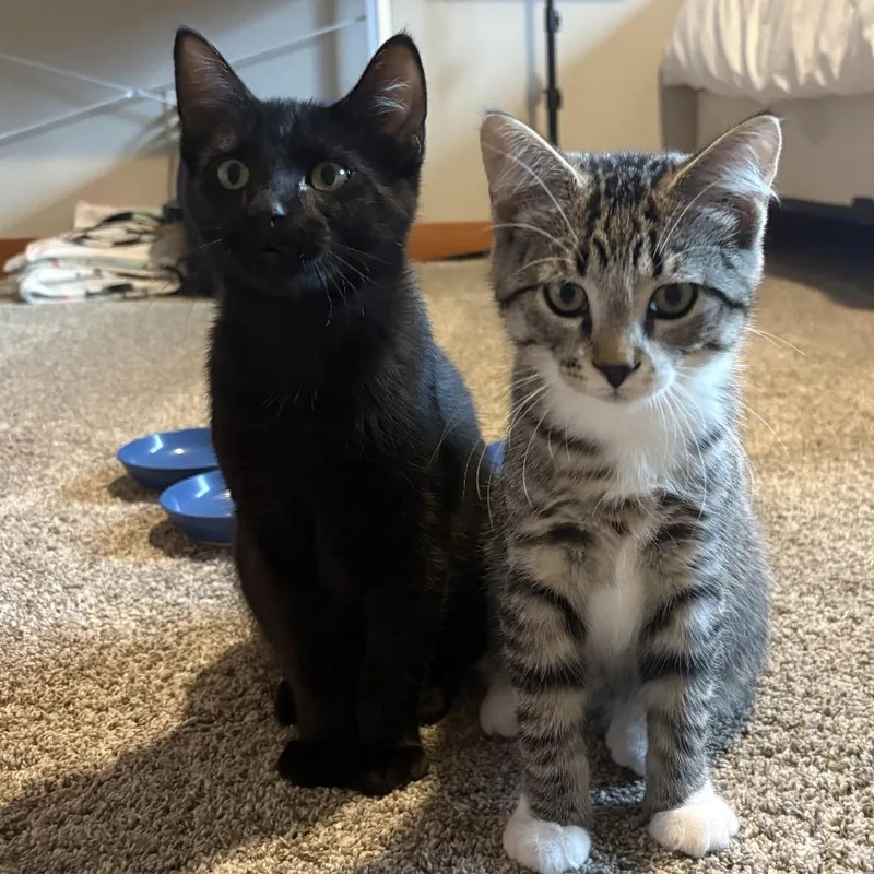 A baby small-sized male Black Domestic Short Hair cat named Willow Tree for adoption in Mondovi, WI