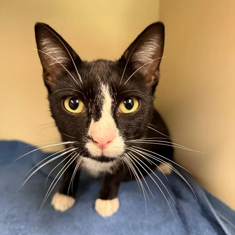 A young medium-sized male Black Domestic Short Hair cat named Fuzz Aldrin for adoption in Port Richey, FL