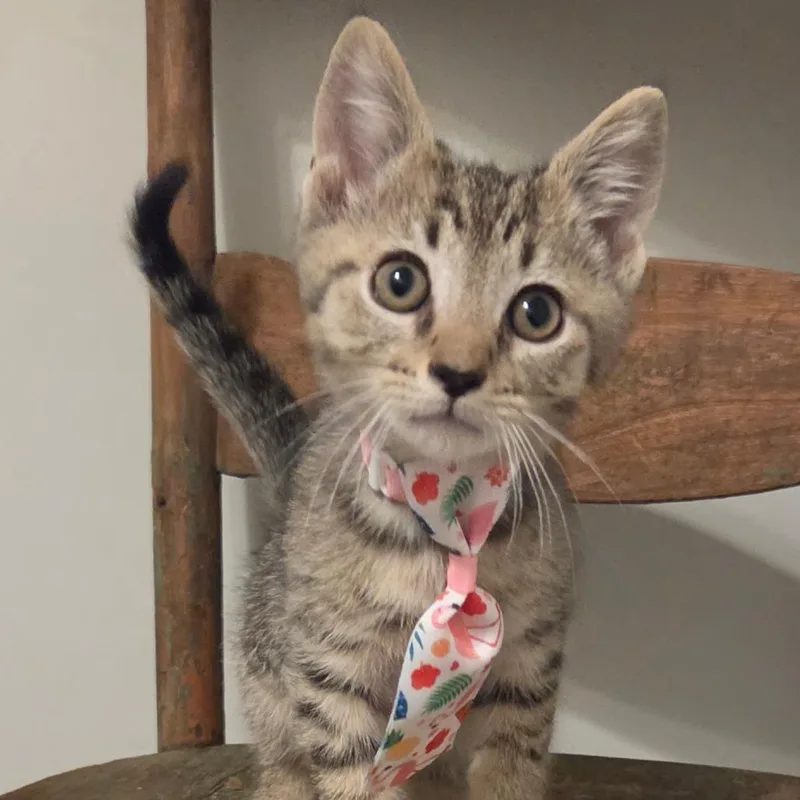 A baby small-sized male Brown / Chocolate Domestic Short Hair cat named Cub for adoption in New Albany, OH