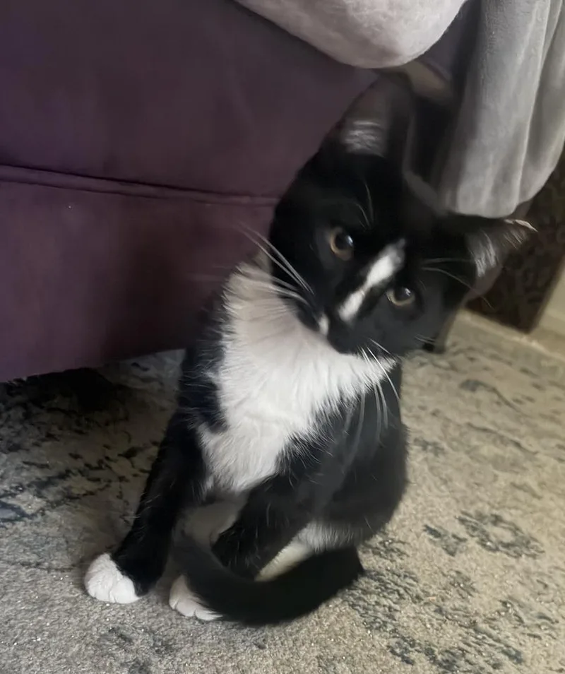 A baby small-sized male Black & White / Tuxedo Domestic Short Hair cat named Jet for adoption in Albuquerque, NM