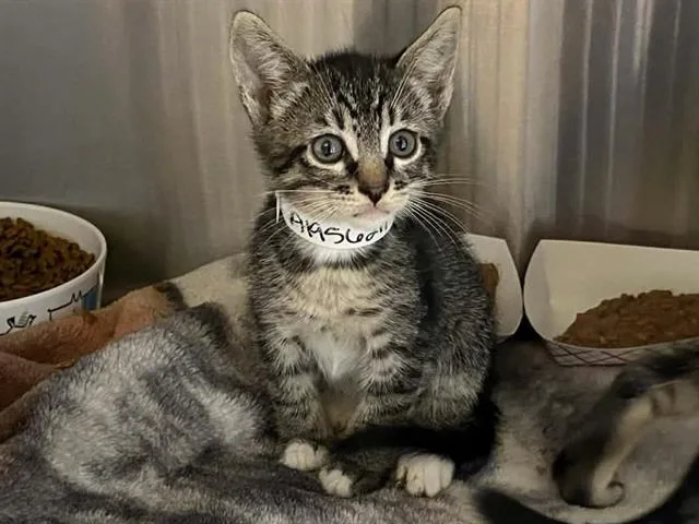 A baby small-sized male Domestic Short Hair cat named Stoney for adoption in Tustin, CA