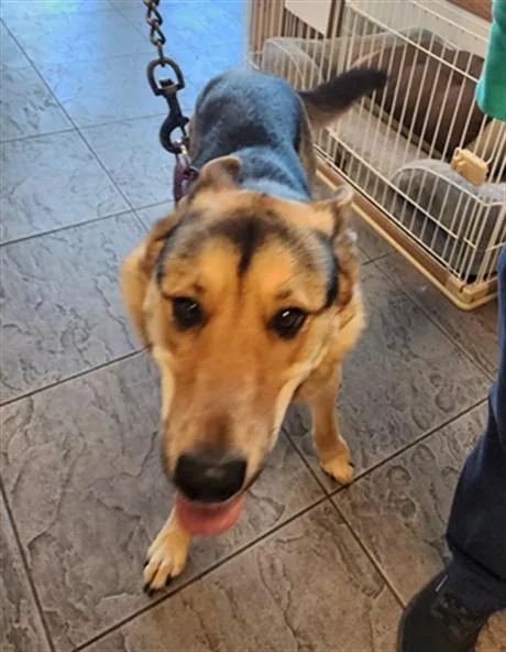 A young large-sized female German Shepherd Dog dog named Scout for adoption in Los Angeles, CA