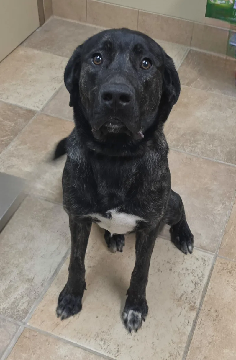 A young large-sized male Mastiff dog named Ammo for adoption in Brainerd, MN