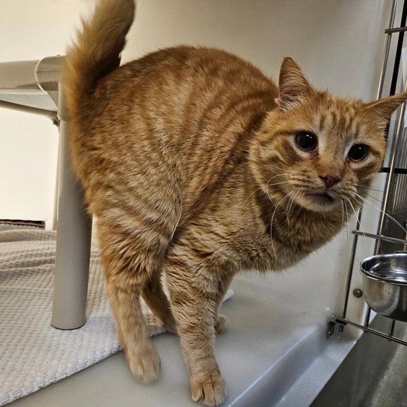 An adult medium-sized male Orange / Red Domestic Short Hair cat named Nosey for adoption in Harrisonburg, VA