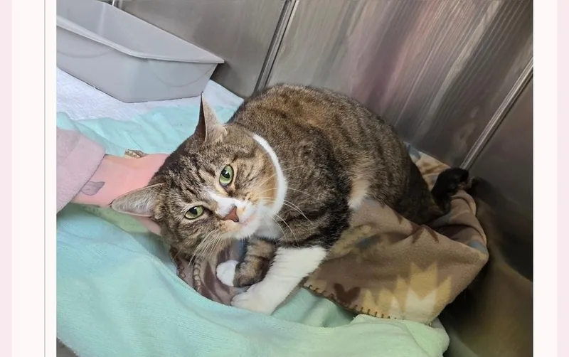 An adult medium-sized female Domestic Short Hair cat named Madelineq for adoption in Metamora, IL