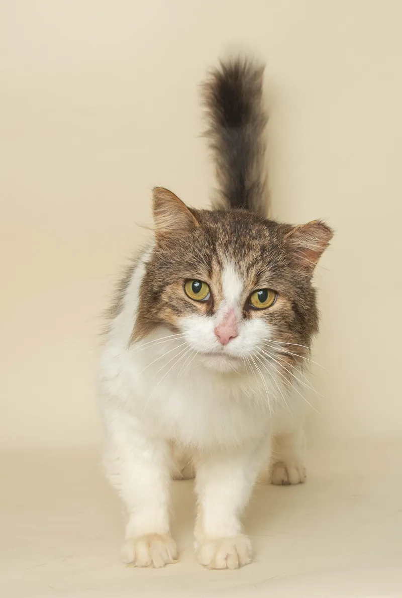 An adult medium-sized male Dilute Calico Domestic Long Hair cat named Banker for adoption in Wyandotte, MI