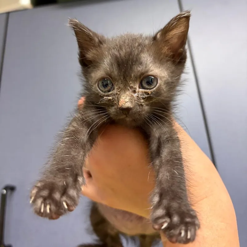A baby small-sized male Black Domestic Short Hair cat named Kerfuffle for adoption in Charlottesville, VA