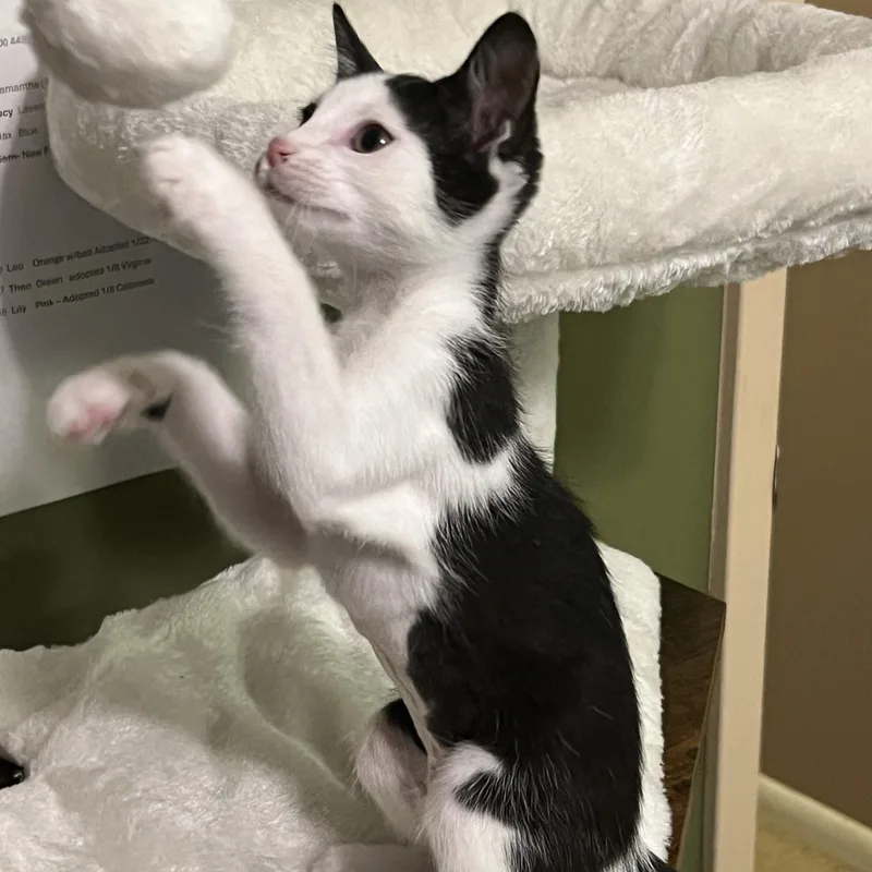 A baby small-sized female Black & White / Tuxedo Domestic Short Hair cat named Dottie for adoption in Liverpool, TX