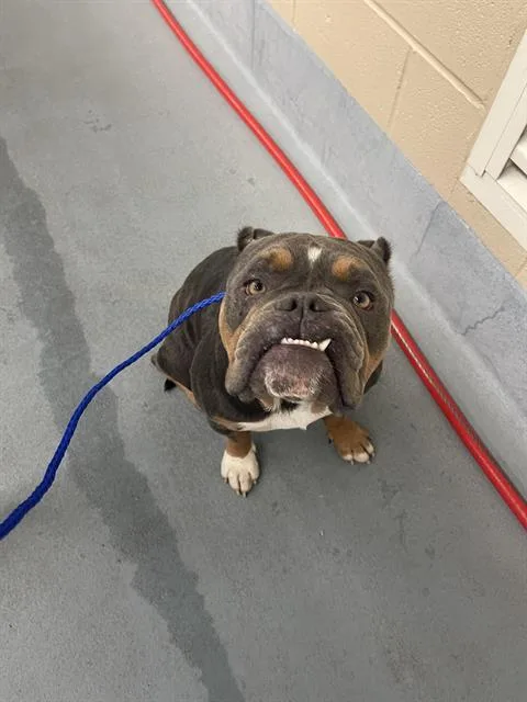 An adult medium-sized male American Bulldog dog named Kiko for adoption in Houston, TX