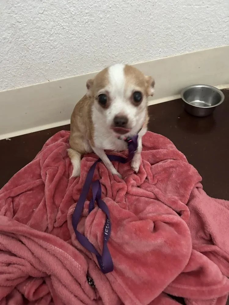 A senior small-sized female Chihuahua dog named Maris for adoption in San Diego, CA