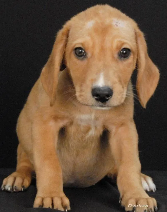 A baby medium-sized female Yellow / Tan / Blond / Fawn Hound dog named Mrs. Wormwood for adoption in Newland, NC
