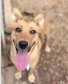 A baby medium-sized female Mixed Breed dog named Kyla for adoption in West Chester, PA