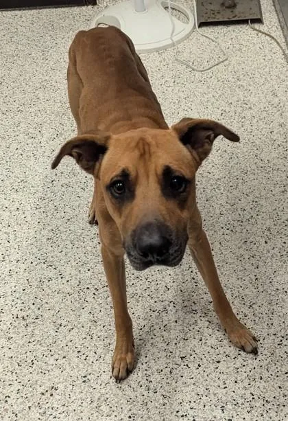 An adult medium-sized male Black Mouth Cur dog named Vander for adoption in Atlanta, GA